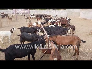 Goat farming in Rajasthan - feeding time for long-eared Indian goats