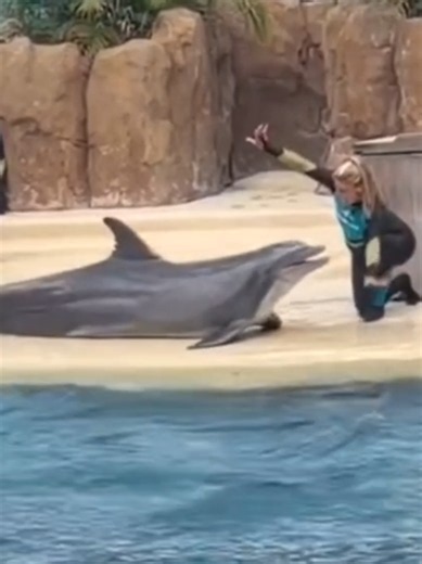 SeaWorld dolphin amazing show #seaworldorlando #unfreezemyacount #foryoupage❤️❤️ #for