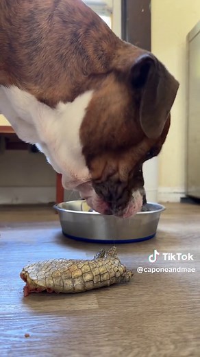 Raw Feeding Capone: Unique Dinner Time Treats!