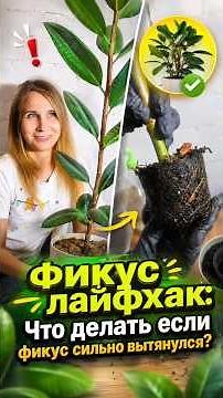 Ficus life hack - what to do if your ficus has become too leggy.