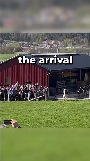 Swedish Spring: Happy Cows Released From Barn!👏