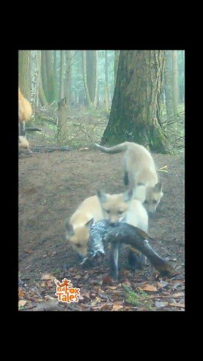 1.1M views · 18K reactions | This mom fox caught a lot of fish for her puppies. The pups fight for the fish, but then forget about it. Each puppy had a bite or two before mom fox took it away   力 #NY #naturelovers #fox #wildlife #nature #trailcam #foxes #fish #fishing | Red Fox Tales | Facebook