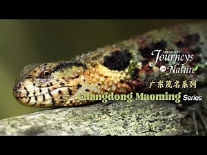 Guangdong Maoming Series Ep. 1: The Chinese crocodile lizard