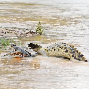 501K views · 7.6K reactions | Crocodiles Fight For Their Life - Video by LS | Ruby Life | Facebook