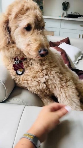 My vicious watch dog!!🐾🐾🐾 | Kathy Abtahi Pippin