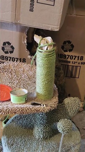 my barn kitty Mimi cas a Nip problem! #cat #barncat #nip #catnip #likefollowshare #viral #feline