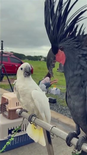 Frog Grabs the Rope 😂🐸 || #frogvideos #funnyanimals #cuteanimals