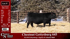 Lot 37: Chestnut Angus - Annual Angus Bull Sale