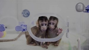 51K views · 803 reactions | What's so remarkable about the monkeys cloned by Chinese scientists? | China Q&A | Facebook