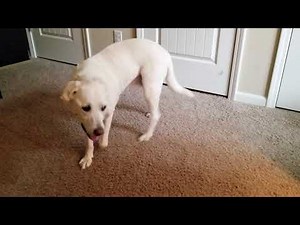 DOG WALKS IN CIRCLES - Brain tumor, cancer, confusion, falling over.