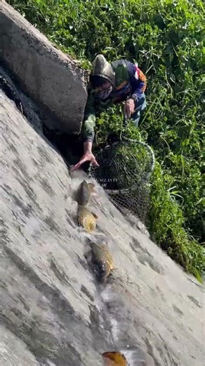Amazing Fish Catching by Hand in Flowing Water | Unexpected Fishing Trick 😱🐟 #shortselling #humor