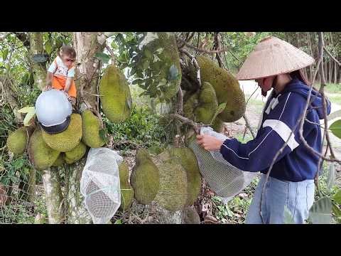 Fruit Protector! Monkey SU's Creative Method to Save Jackfruit!