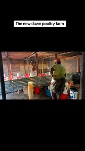 All you have to do is put in the work it will make sense Poultry farming at its best | The New Dawn Poultry Farm