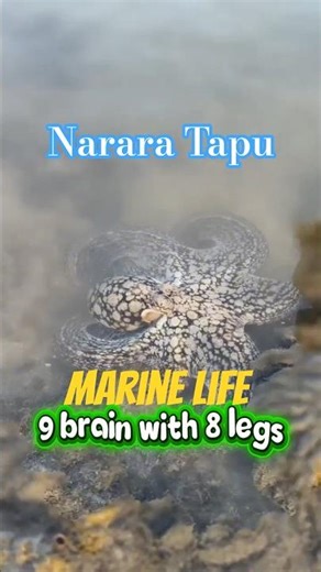 LIVE OCTOPUS 🐙 EXPERIENCE | NARARA ISLAND🏝| walk in reef #nararatapu #marinelife #travelwithharry