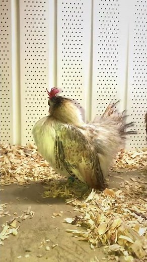 Silkied Serama Chicken Pair