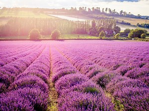 6 Lovely Lavender Fields in London