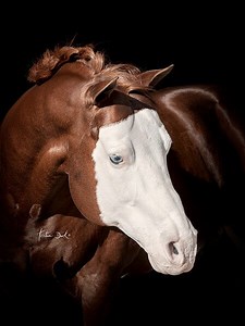 Colonels Smoking Gun - Serequine