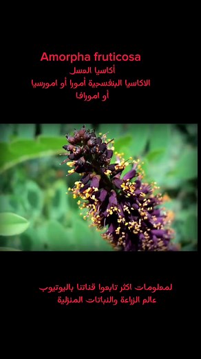Amorpha fruticosa أكاسيا العسل الاكاسيا البنفسجية أمورا أو امورسيا أو امورافا #عالم_الزراعة_والنباتات_المنزلية عالم الزراعة والنباتات المنزلية | عالم الزراعة والنباتات المنزلية