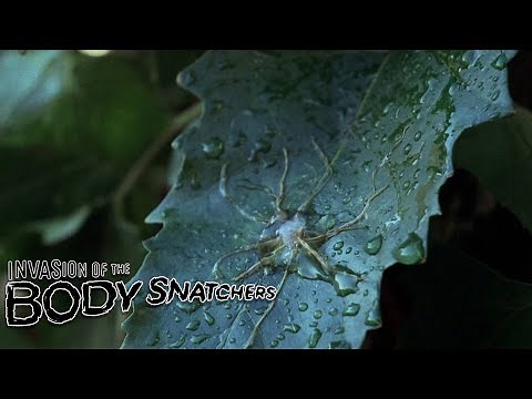 The Special Effects Pod - THE INVASION OF THE BODY SNATCHERS