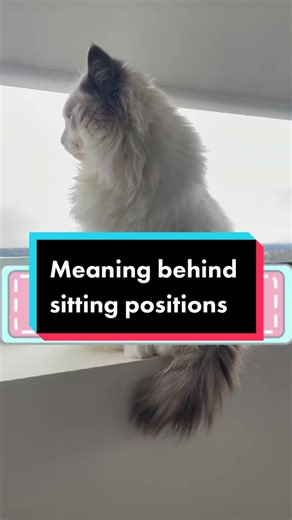Understanding Different Cat Sitting Positions