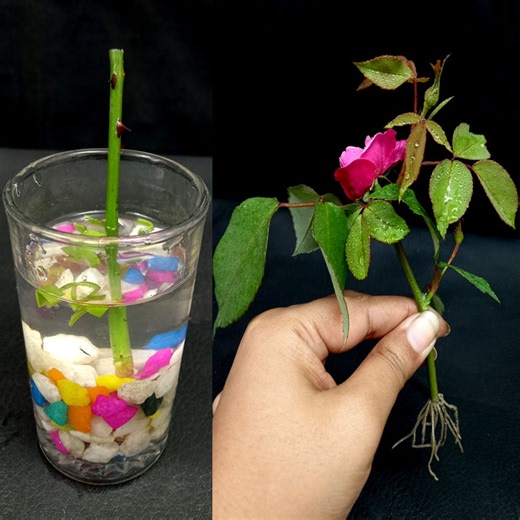 How to Grow Rose Trees from Cutting With Aloe Vera In A Water | Tamanna Garden