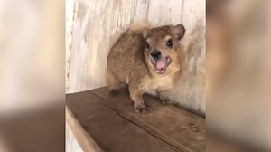 Quel est cet animal au cri viral qui fait fondre les réseaux?