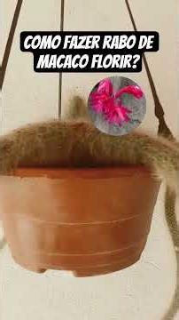 O Erro Comum Que Impede Seu Rabo de Macaco de Florir