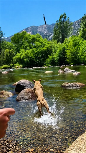 Dog picnic fails caught on camera