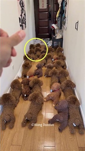 Naughty Dog Surprises His Owner 😊