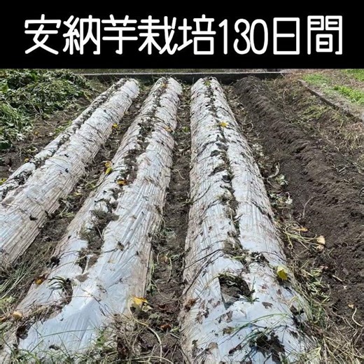 #安納芋栽培 #定植 から #収穫 まで
