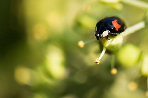 8 Black Ladybug Spiritual Meanings ( with red spots )