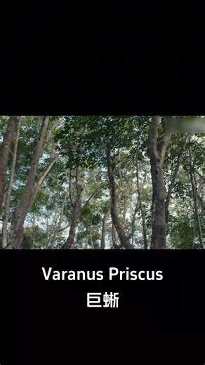 A man angered a giant snake and is now being hunted down! #巨蜥 #VaranusPriscus #优酷电影 #youkumovie | Youku Movie