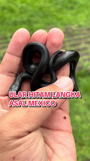 Gimana Menurut kalian Cantik banget kan ? Rating dong dari 1/10 - #kingsnake #mbk