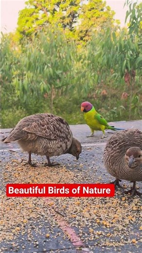 Cage-Free Birds Deserve the Sky 🕊️ | Let Them Fly Free #cagefreebirds #naturelovers #birdsounds