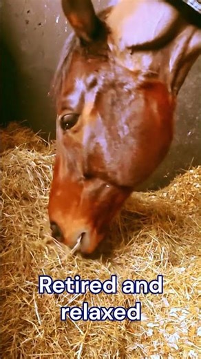 Golden Hour Hay Munching: ASMR for Horse Lovers