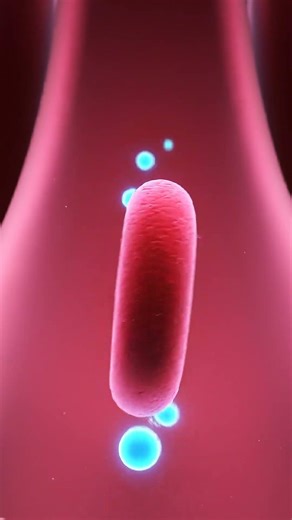 How Oxygen Travels Through Your Body 🫁 From Lungs to Cells #Oxygen #RespiratorySystem #HumanBody