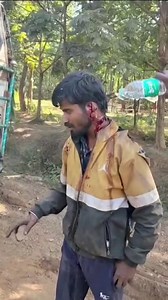 A new ear for the pajeet