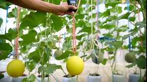 Use portable Digial scale for fresh melon weigh in farm