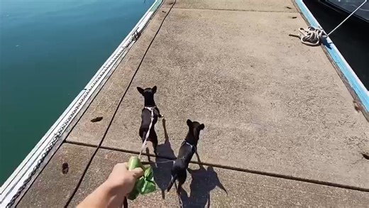 Waltham Lady (OGA 1303) In the summer of 2025 Stu Pryke purchased gaff rigged ketch Waltham Lady (OGA 1303), a Cornish Trader Vessel built in 1979 by Cornish Crabbers Ltd in Rock, originally named Fritha. Waltham Lady has now been moved to her new home in Hong Kong where she has been doing some spectacular cruising in the Hong Kong area, complete with two furry deckhands Year Built: 1979 Mainsail: gaff Rig: Ketch Home port or other location: RHKYC Shelter Cove Saikung. Designer: Roger Dongray Hu