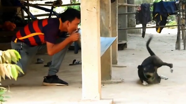 Ultimate Funny Animal Pranks Compilation | Try Not to Laugh Challenge 2025.