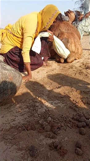 خلف الجمل ظهرت قطعة بيضاء غريبة… وجلست الفتاة وأخرجتها بطريقة مدهشة