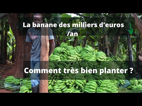 38 460€/10ha après 11mois comment très bien planter la banane ?
