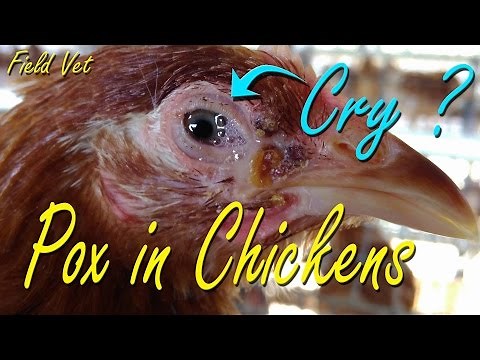 Fowl Pox, Avian Pox symptoms in Chicken, Poultry Diseases, Chicken Farming