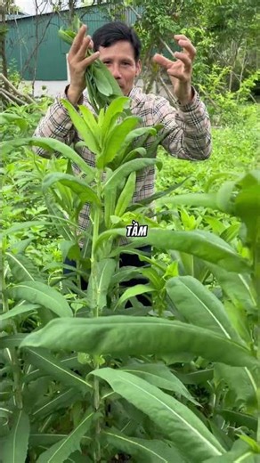 👉 90% người bỏ qua cây này mà không biết là “khắc tinh” của u và viêm – Bồ công anh quá lợi hại!
