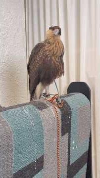 Crested caracara update #benwoodrufffalconry #learning #birds #nature #birdsofprey #falconry