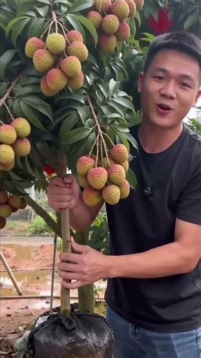 amake kew debe aita #litchi #shorts