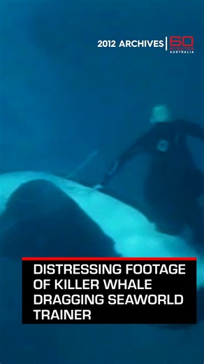 Warning: Footage shown in this video may be distressing to some viewers. In 2006, Ken Peters was performing in a show at SeaWorld in San Diego when a killer whale suddenly turned on him. For the next ten minutes, Ken was locked in a life-and-death struggle with the three-tonne predator. Watch the full story from 2012: https://youtu.be/uotiFrxj6zc | 60 Minutes Australia