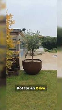 How to Prepare a Pot and Plant an Olive Tree | Gardening Tips #shorts