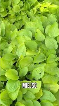 Hostas for sun and shade! Meet the 'Golden Scepter' hosta