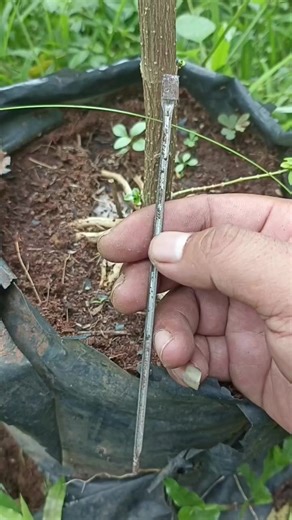 Creating a Basic Minion Bonsai Tree